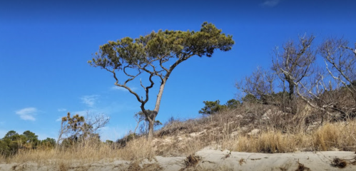 A lone tree stands on a sandy hill, surrounded by dry grass and a clear blue sky.
