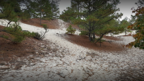 A sandy hillside surrounded by pine trees, with patches of dry grass and scattered leaves.