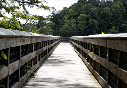 A wooden boardwalk stretches into a lush green landscape, surrounded by trees and dappled sunlight.