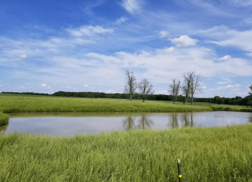 A serene landscape featuring a calm pond surrounded by lush green grass and trees under a blue sky with clouds.