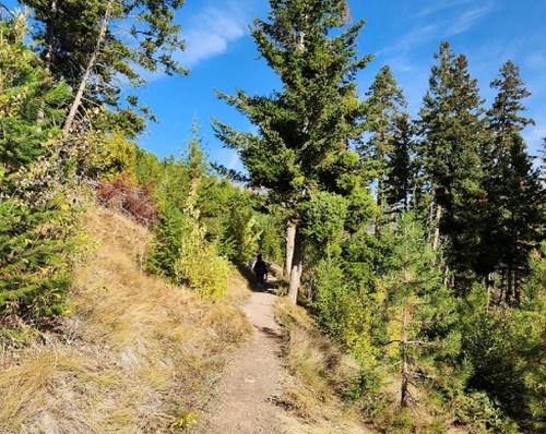 A narrow dirt path winds through a lush forest of tall green trees under a clear blue sky.