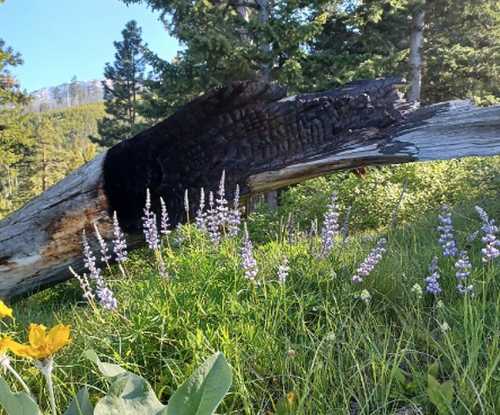 A charred log rests among vibrant wildflowers and lush green grass in a forested area.