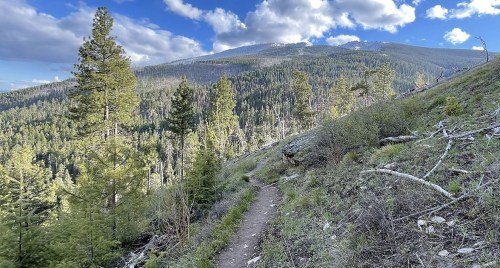 A winding trail through a lush forest, surrounded by tall trees and mountains under a partly cloudy sky.