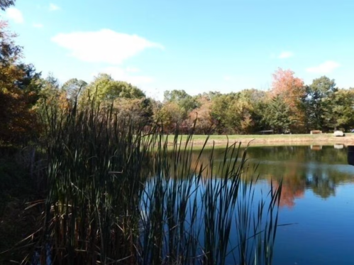 A serene pond surrounded by tall grasses and trees, reflecting a clear blue sky with scattered clouds.