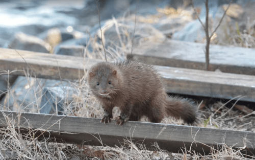 A small, furry mongoose stands on a wooden plank near a rocky area, surrounded by dry grass.