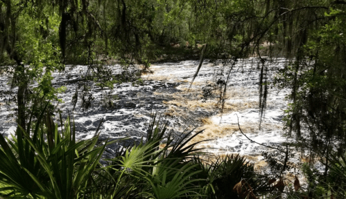 A flowing river surrounded by lush greenery and trees, with swirling dark water and foam.