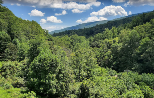 Lush green forest with rolling hills and a blue sky dotted with fluffy clouds.