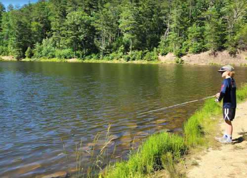 A person fishing by a calm lake surrounded by lush green trees on a sunny day.