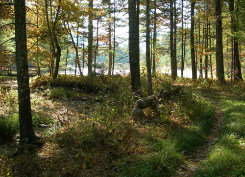 A serene forest scene with tall trees, colorful autumn foliage, and a winding path beside a calm body of water.
