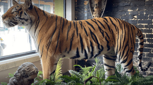 A taxidermy tiger stands beside a window, surrounded by ferns and a decorative statue.