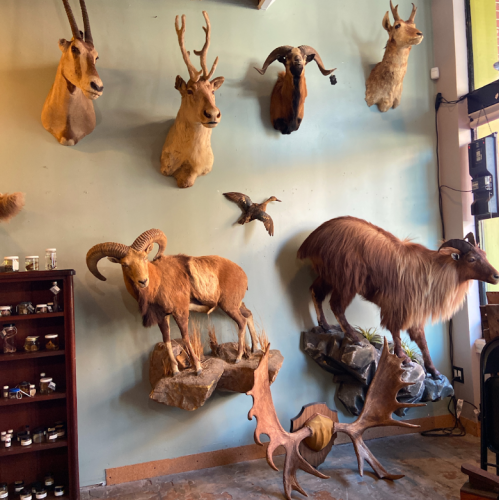 Taxidermy display featuring various mounted animals on a wall, including deer, a ram, and a moose antler.