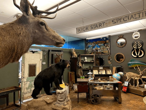 A vintage shop interior featuring taxidermy animals, antique furniture, and various collectibles on display.