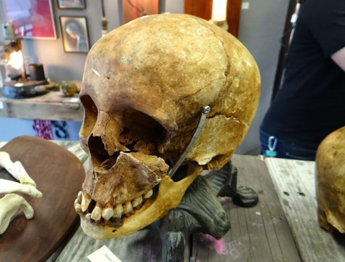 A detailed view of a human skull displayed on a wooden surface, showcasing its texture and features.