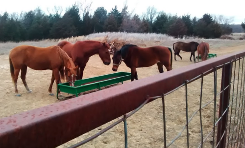 A group of horses feeding from troughs in a grassy field, with a fence in the foreground and trees in the background.