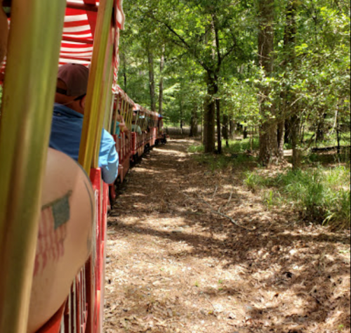 A train travels through a wooded area, surrounded by trees and pine needles on the ground.