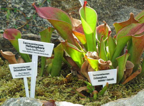 Close-up of carnivorous plants with labels, surrounded by moss and rocks in a garden setting.