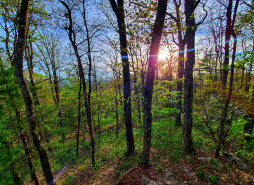 Sunlight filters through trees in a lush green forest, creating a serene and vibrant natural scene.