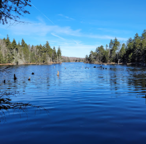 A serene lake surrounded by trees under a clear blue sky, with stumps visible in the water.