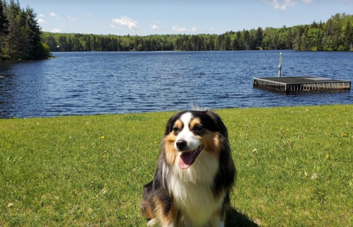A happy dog sits on green grass by a serene lake, with trees and a dock in the background under a clear blue sky.