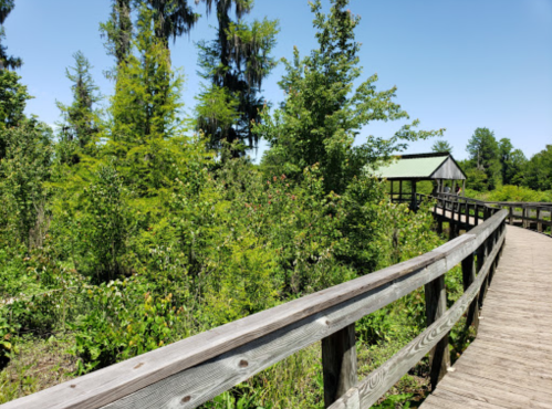 A wooden boardwalk winds through lush greenery under a clear blue sky, leading to a small shelter in the distance.