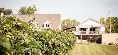 A row of grapevines lines a grassy area beside two houses, one with a deck and the other with a sloped roof.