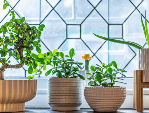 A variety of potted plants on a windowsill with a geometric stained glass background.