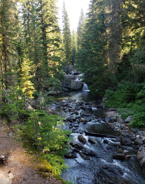 A serene forest scene featuring a flowing river surrounded by tall trees and rocky banks. Sunlight filters through the foliage.