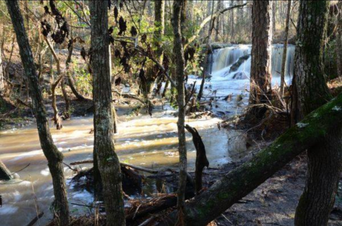 A serene forest scene featuring a small waterfall surrounded by trees and flowing water.
