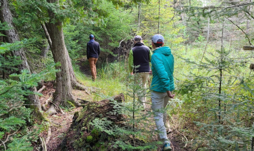 Three people walking along a forest trail, surrounded by trees and greenery.