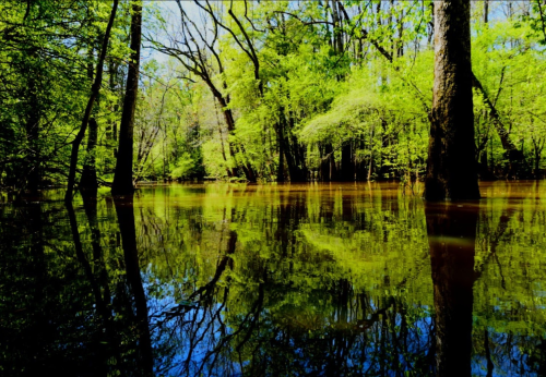 Lush green trees reflect in calm water, creating a serene, natural landscape in a vibrant forest setting.