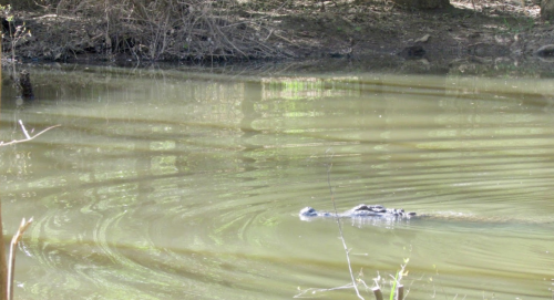 A crocodile partially submerged in a calm, greenish pond, with ripples spreading across the water's surface.