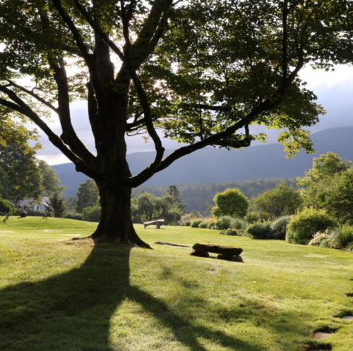 A large tree casts shadows on a grassy landscape, with mountains and a cloudy sky in the background.