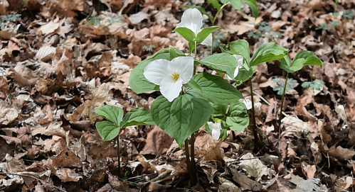 A white trillium flower blooms among green leaves on a forest floor covered with brown fallen leaves.
