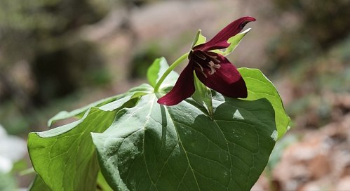 A close-up of a maroon trillium flower with broad green leaves in a natural setting.