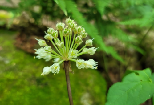 A close-up of a delicate white flower cluster with green buds, set against a blurred green background.