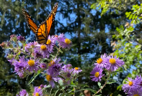 A vibrant orange butterfly perched on purple flowers against a backdrop of green trees and blue sky.