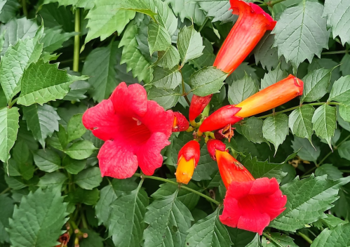 Vibrant red and orange trumpet-shaped flowers surrounded by lush green leaves.