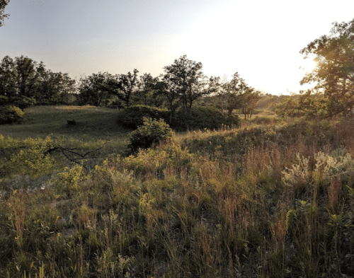 A serene landscape featuring tall grass and trees under a warm sunset sky.
