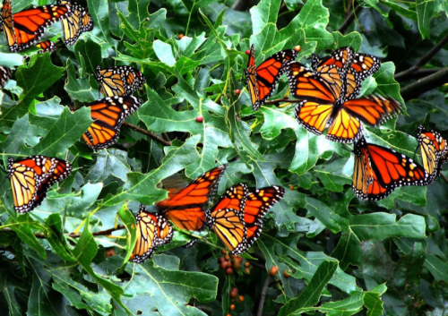 A cluster of vibrant monarch butterflies resting on green leaves.