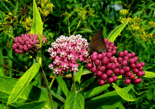 A butterfly rests on pink and purple flowers surrounded by green foliage in a vibrant garden setting.