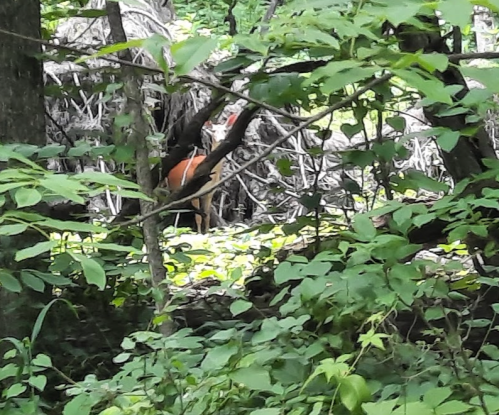 A deer partially hidden among trees and foliage in a lush green forest.