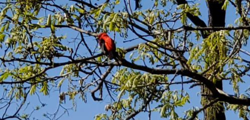 A bright red bird perched on a tree branch against a clear blue sky, surrounded by green leaves.