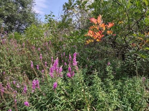 A vibrant scene of wildflowers in purple and green, with a splash of orange leaves among lush greenery.