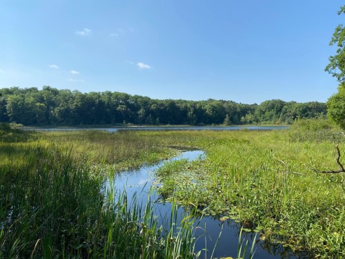 A serene wetland scene with lush greenery, calm water, and a clear blue sky in the background.