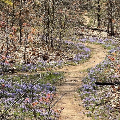 A winding dirt path surrounded by blooming purple flowers and sparse trees in a serene forest setting.
