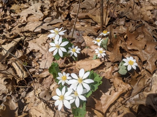 A cluster of white flowers with yellow centers growing among dry, brown leaves on the forest floor.