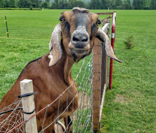 A curious brown goat with large ears peeks through a fence in a grassy field.