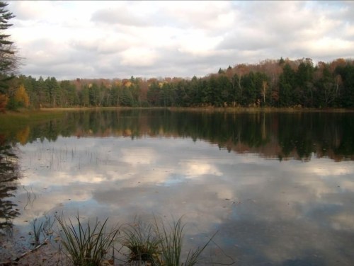 A serene lake reflecting cloudy skies and surrounding trees, with grasses in the foreground.