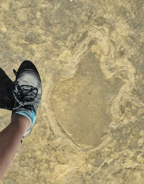 A person's shoe next to a large, fossilized dinosaur footprint on a rocky surface.