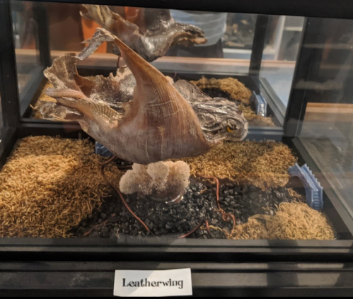 A preserved leatherwing specimen displayed in a glass case with natural materials and a label.